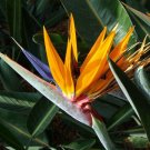 BIRD OF PARADISE Strelitzia Reginae - 50 Bulk Seeds