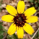 CHOCOLATE FLOWER Berlandiera Lyratai - 200 Bulk Seeds CHOCOLATE FLOWER Berlandiera Lyratai - 200 Bulk Seeds