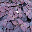 COLEUS DARK CHOCOLATE Solenostemon Scutellarioides - 40 Bulk Seeds COLEUS DARK CHOCOLATE Solenostemon Scutellarioides - 40 Bulk Seeds
