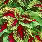 COLEUS KONG RED Solenostemon Scutellarioides - 40 Bulk Seeds COLEUS KONG RED Solenostemon Scutellarioides - 40 Bulk Seeds