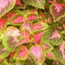 COLEUS WIZARD CORAL SUNRISE Solenostemon Scutellarioides - 40 Bulk Seeds
