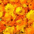 CALENDULA PACIFIC BEAUTY Calendula Officinalis - 2,000 Bulk Seeds