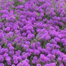 ROCK CRESS PURPLE Aubrieta Deltoidea - 3,000 Bulk Seeds