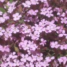 ROCK SOAPWORT PINK Saponaria Ocymoides - 2,500 Bulk Seeds ROCK SOAPWORT PINK Saponaria Ocymoides - 2,500 Bulk Seeds