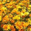 AFRICAN DAISY Dimorphotheca Sinuata - 5,000 Bulk Seeds AFRICAN DAISY Dimorphotheca Sinuata - 5,000 Bulk Seeds
