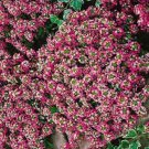 ALYSSUM ROSIE O'DAY Lobularia Maritima - 1,000 Bulk Seeds