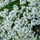 ALYSSUM SWEET Lobularia Maritima - 10,000 Bulk Seeds ALYSSUM SWEET Lobularia Maritima - 10,000 Bulk Seeds