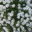 ALYSSUM TINY TIM Lobularia Maritima - 1,000 Bulk Seeds