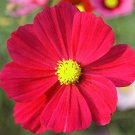 COSMOS SONATA RED DWARF Cosmos Bipinnatus - 1,000 Bulk Seeds