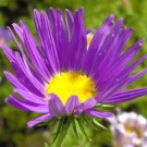 DAISY TAHOKA PRAIRIE ASTER Machaeranthera Tanacetifolia - 1,000 Bulk Seeds DAISY TAHOKA PRAIRIE ASTER Machaeranthera Tanacetifolia - 1,000 Bulk Seeds