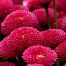 ENGLISH DAISY RED Bellis Perennis Super Enorma - 1,000 Bulk Seeds ENGLISH DAISY RED Bellis Perennis Super Enorma - 1,000 Bulk Seeds