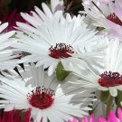 ICE PLANT GELATO WHITE Dorotheanthus Bellidiformis - 1,000 Bulk Seeds ICE PLANT GELATO WHITE Dorotheanthus Bellidiformis - 1,000 Bulk Seeds