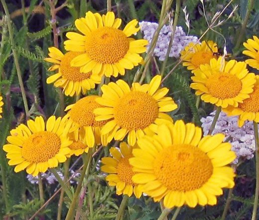 MARQUERITE GOLDEN Anthemis Sancti-Johannis - 1,000 Bulk Seeds