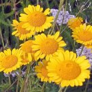 MARQUERITE GOLDEN Anthemis Sancti-Johannis - 1,000 Bulk Seeds