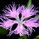 PINKS FRINGED Dianthus Superbus - 5,000 Bulk Seeds