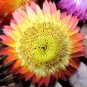 STRAWFLOWER MIXED COLORS Helichrysum Monstrosum - 1,000 Bulk Seeds