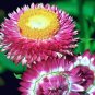 STRAWFLOWER MIXED COLORS Helichrysum Monstrosum - 1,000 Bulk Seeds