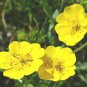 ROCK ROSE MUTABILE MIX Helianthemum Nummularium - 1,000 Bulk Seeds