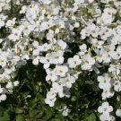 ARABIS WALL ROCK CRESS WHITE Arabis Alpina Caucasica - 100 Seeds ARABIS WALL ROCK CRESS WHITE Arabis Alpina Caucasica - 100 Seeds
