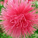 ASTER NEEDLE UNICUM SALMON PINK Callistephus Chinensis - 20 Seeds