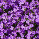 AUBRIETA ROCK CRESS PURPLE Aubrieta Hybrida Hendersonii - 100 Seeds