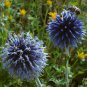 GLOBE THISTLE BLUE Echinops Ritro - 125 Bulk Seeds