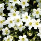 ARENARIA MOUNTAIN SANDWORT Arenaria Montana - 500 Bulk Seeds