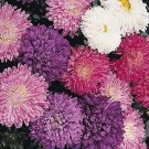 ASTER MILADY MIXED COLORS DWARF Callistephus Chinensis - 200 Bulk Seeds