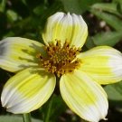 BUR MARIGOLD Bidens Aurea - 500 Bulk Seeds BUR MARIGOLD Bidens Aurea - 500 Bulk Seeds