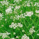 CARAWAY Carum Carvi - 1,000 Bulk Seeds CARAWAY Carum Carvi - 1,000 Bulk Seeds