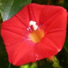 CARDINAL CLIMBER Ipomoea x Multifida - 200 Bulk Seeds CARDINAL CLIMBER Ipomoea x Multifida - 200 Bulk Seeds