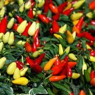 CHILI PEPPER ORNAMENTAL PRAIRIE FIRE Capsicum Annuum - 200 Bulk Seeds