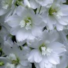 DELPHINIUM GALAHAD Delphinium Cultorum - 50 Bulk Seeds DELPHINIUM GALAHAD Delphinium Cultorum - 50 Bulk Seeds
