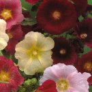 HOLLYHOCK INDIAN SPRING MIXED COLORS Alcea Rosea - 300 Bulk Seeds HOLLYHOCK INDIAN SPRING MIXED COLORS Alcea Rosea - 300 Bulk Seeds
