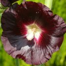 HOLLYHOCK NIGRA BLACK WATCHMAN Alcea Rosea - 75 Bulk Seeds