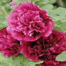 HOLLYHOCK QUEENY PURPLE DOUBLE Alcea Rosea - 75 Bulk Seeds