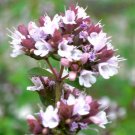 OREGANO ITALIAN Origanum Vulgare - 1,000 Bulk Seeds OREGANO ITALIAN Origanum Vulgare - 1,000 Bulk Seeds