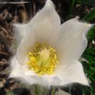 PASQUE FLOWER WHITE Pulsatilla Vulgaris Alba - 100 Bulk Seeds PASQUE FLOWER WHITE Pulsatilla Vulgaris Alba - 100 Bulk Seeds