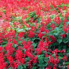 SAGE SCARLET RED Salvia Coccinea - 10,000 Bulk Seeds