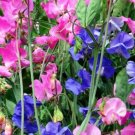 SWEET PEA ROYAL FAMILY MIXED COLORS Lathyrus Odoratus - 110 Bulk Seeds SWEET PEA ROYAL FAMILY MIXED COLORS Lathyrus Odoratus - 110 Bulk Seeds