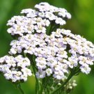 YARROW WHITE Achillea Millefolium - 10,000 Bulk Seeds YARROW WHITE Achillea Millefolium - 10,000 Bulk Seeds