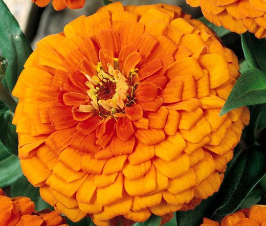 ZINNIA ORANGE KING Zinnia Elegans - 1,100 Bulk Seeds