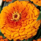 ZINNIA ORANGE KING Zinnia Elegans - 1,100 Bulk Seeds
