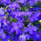 LOBELIA BLUE MRS.CLIBRAN Lobelia Erinus - 1,000 Bulk Seeds LOBELIA BLUE MRS.CLIBRAN Lobelia Erinus - 1,000 Bulk Seeds