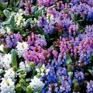 PRUNELLA SELF HEAL PAGODA MIX Prunella Grandiflora - 125 Bulk Seeds