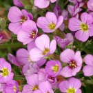 ARABIS WALL ROCK CRESS PINK Arabis Alpina Caucasica Rosea - 50 Seeds