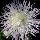 ASTER NEEDLE UNICUM WHITE Callistephus Chinensis - 20 Seeds