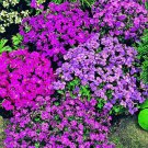 AUBRIETA ROCK CRESS ROYAL MIX Aubrieta Hybrida - 100 Seeds AUBRIETA ROCK CRESS ROYAL MIX Aubrieta Hybrida - 100 Seeds