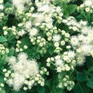 AGERATUM WHITE Ageratum Mexicanum - 500 Bulk Seeds AGERATUM WHITE Ageratum Mexicanum - 500 Bulk Seeds