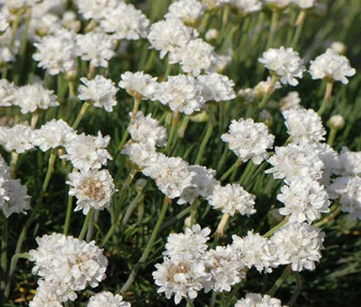 ARMERIA WHITE SEA TRIFT Armeria Maritima Alba - 200 Bulk Seeds